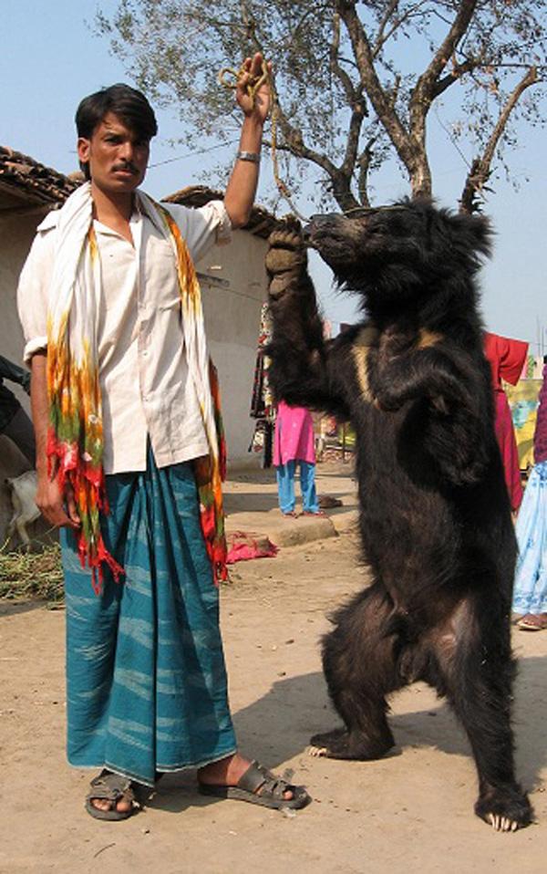 世界动物保护协会助印度政府 推出全国护熊计划防熊舞再现