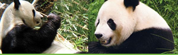 将来多伦多的重庆大熊猫二顺原来是雌性  伴侣绩丽换大毛