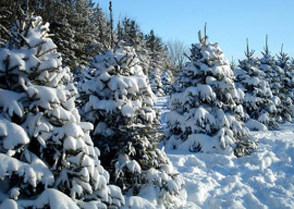 Choose an Ontario Wood Tree this Season