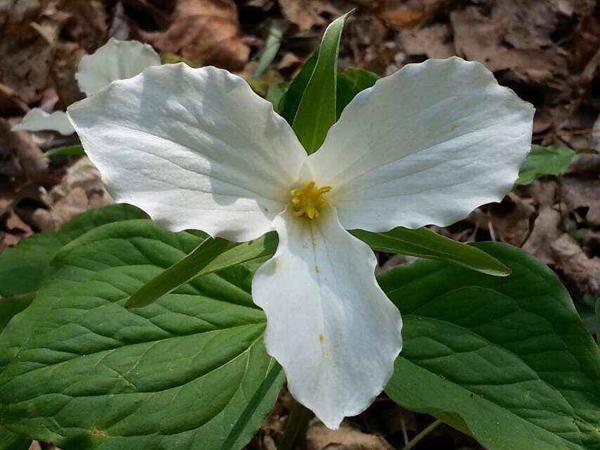 白花延龄草/White Trillium——安大略省省花
