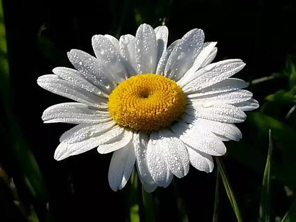 棉袄贴心暖 花开四季春（十二）：少女之花 - Marguerite Daisy
