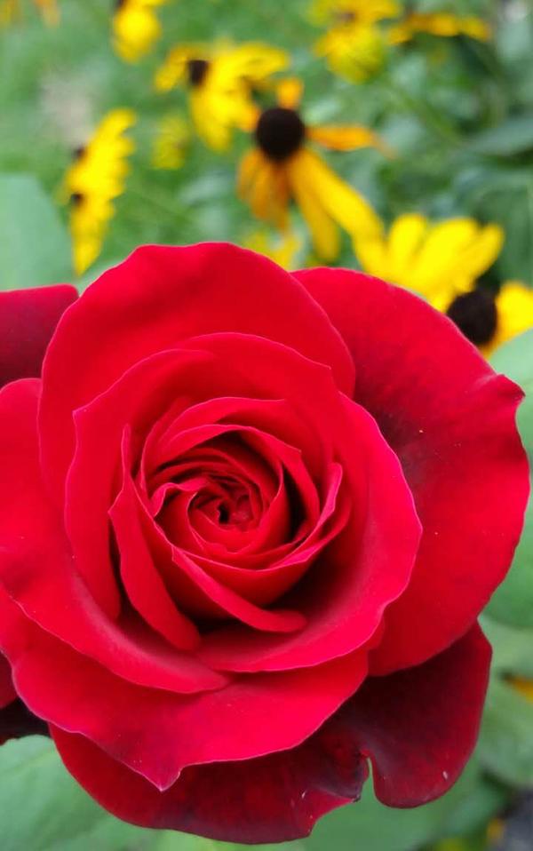 棉袄贴心暖 花开四季春（十五） 院子里的红玫瑰，今天一株开了12朵