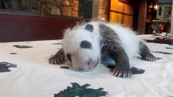 多伦多动物园大熊猫双胞胎出生一个星期以来情况良好