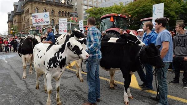 加拿大人开始担心TPP贸易协定会带来含荷尔蒙激素的牛奶