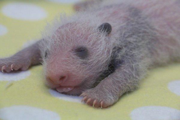 10天大的熊猫宝宝