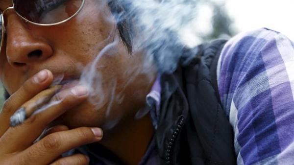 调查：若合法，31%的加拿大人会吸大麻
