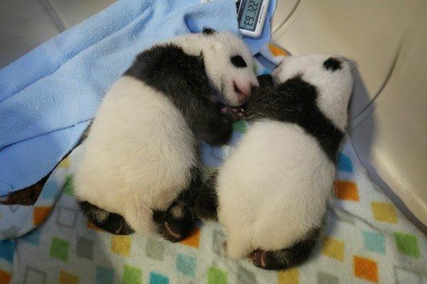 母乳和奶粉双管齐下 双胞胎熊猫宝宝6周大了