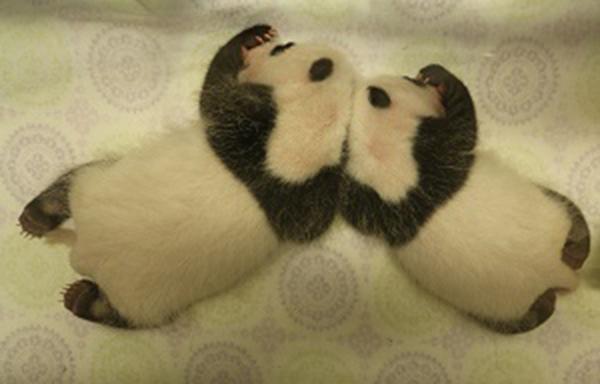 大熊猫宝宝满月