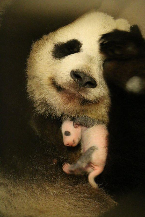 大熊猫二顺的一对双胞胎宝宝体重已是出生时的三倍！