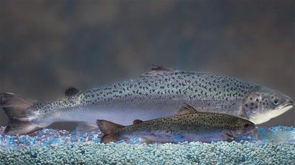 生态保护组织状告联邦政府批准养殖转基因鲑鱼项目