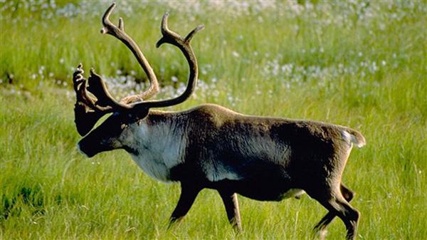加拿大驯鹿生存环境仍然堪忧