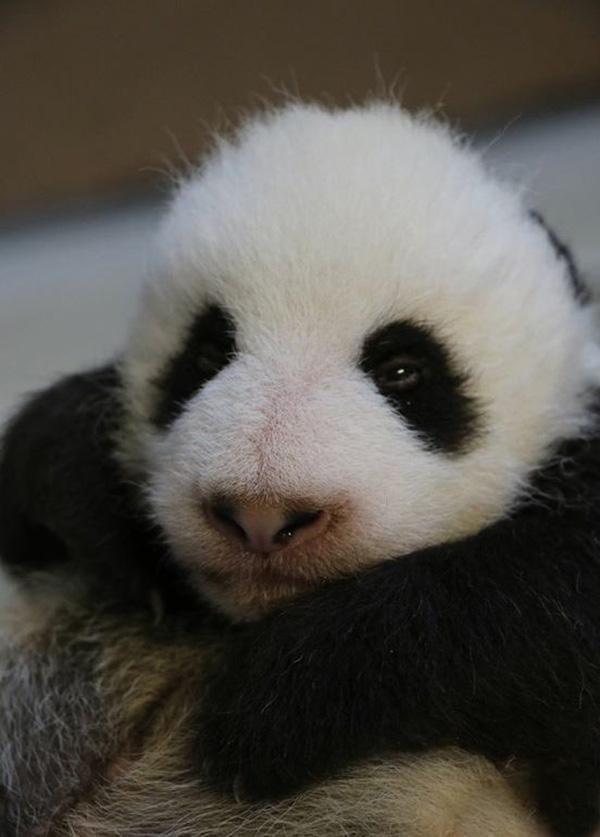 八周大双胞胎熊猫宝宝半睁眼了