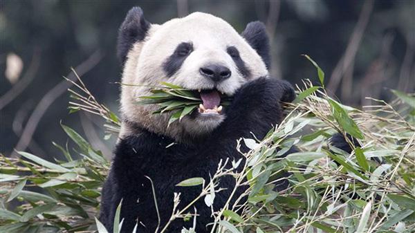 大熊猫也讨厌包办：研究显示自由择偶的大熊猫生育率提高