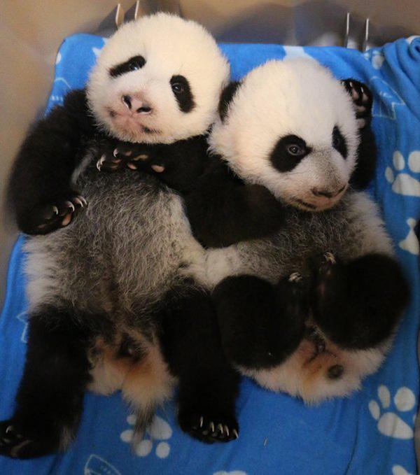 熊猫宝宝三个月大了！