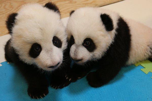 多伦多动物园的双胞胎熊猫宝宝是兄妹俩