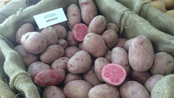 你确定这不是为情人节准备的？加拿大农业部推出粉红马铃薯