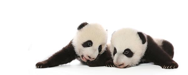 多伦多动物园熊猫宝宝获7组候选名字 公众投票将决定正式命名