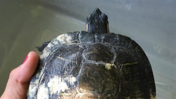 加拿大华裔学生走私乌龟被判近5年监禁