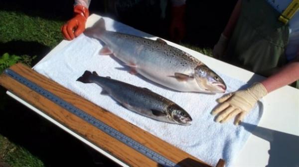 加拿大批准出售转基因鲑鱼，开转基因肉制品上市先例