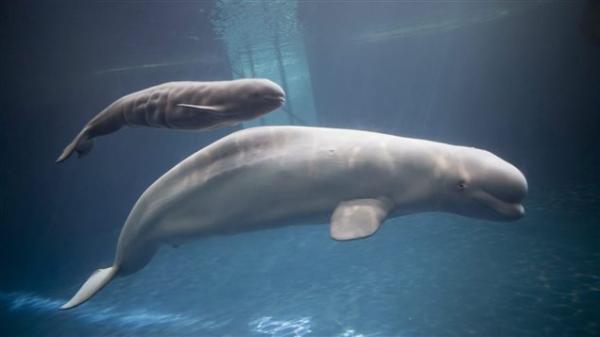 联邦政府采取措施保护圣劳伦斯河口的白鲸