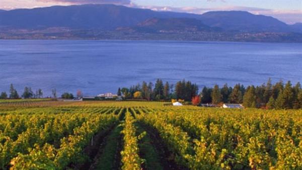 加拿大BC省葡萄酒获国际好评