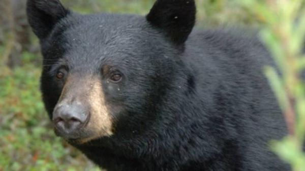 安省居民区发现黑熊