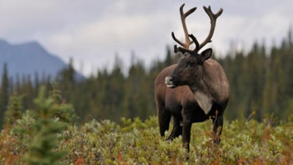加拿大政府扩大BC省受威胁物种栖息地保护区