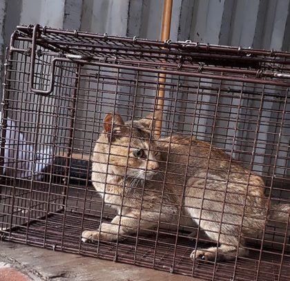 卑诗动物保护协会收养了一只藏在集装箱里漂洋过海来自中国的花猫
